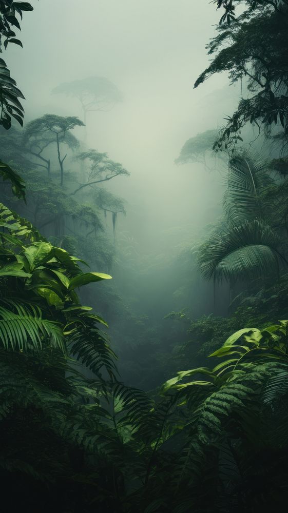 Jungle dreamscapes wallpaper vegetation outdoors woodland.