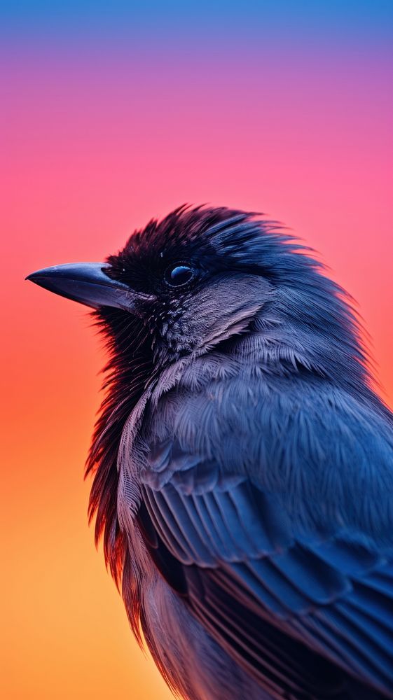 Bird against sunset animal beak sky.