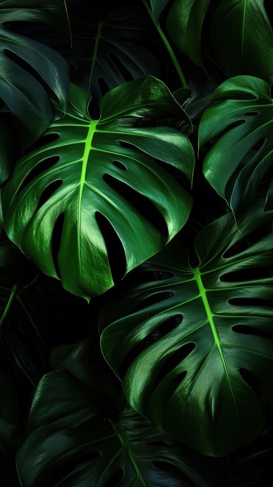 Green monstera leaves backgrounds plant leaf.