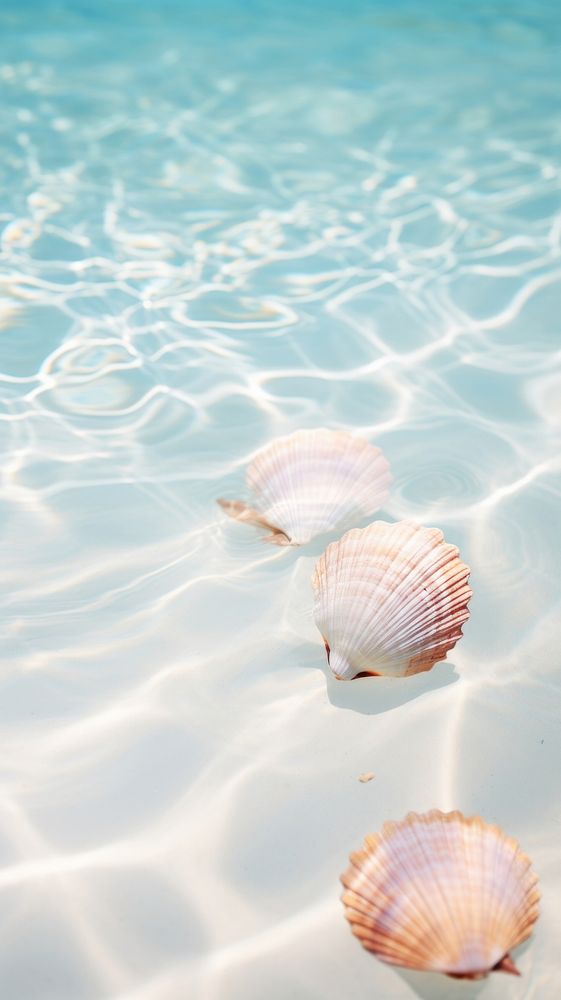Shells seashell outdoors nature.