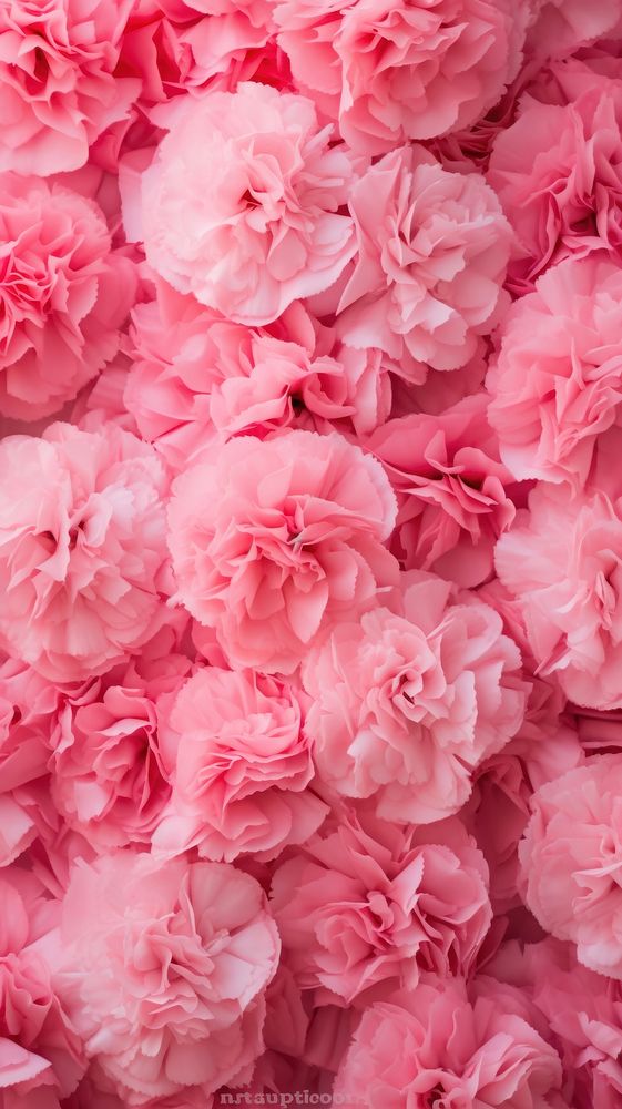 Pink carnation flowers wall backgrounds petal plant.