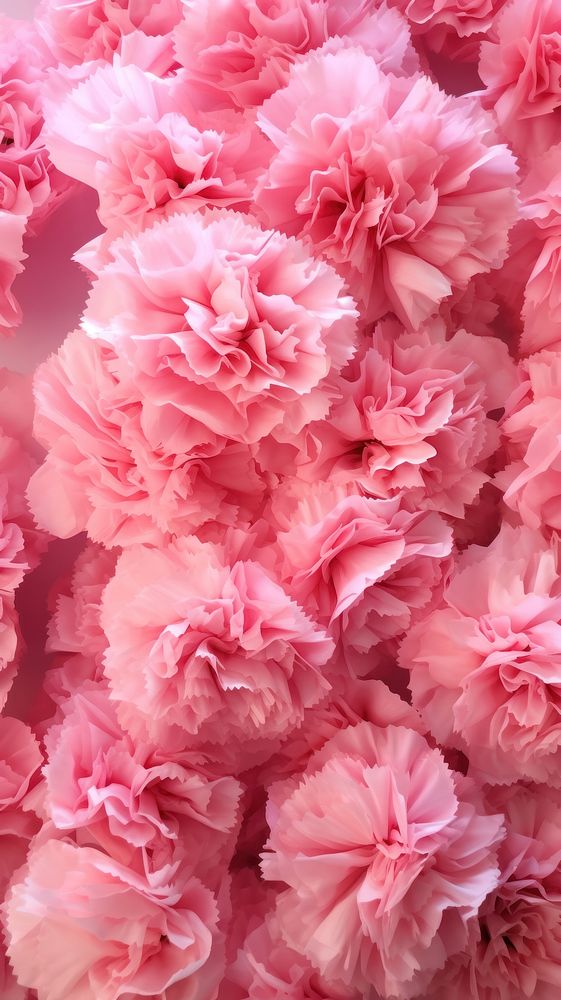 Pink carnation flowers wall backgrounds plant inflorescence.