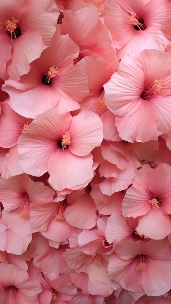 Pink hibicus flowers wall backgrounds hibiscus blossom.