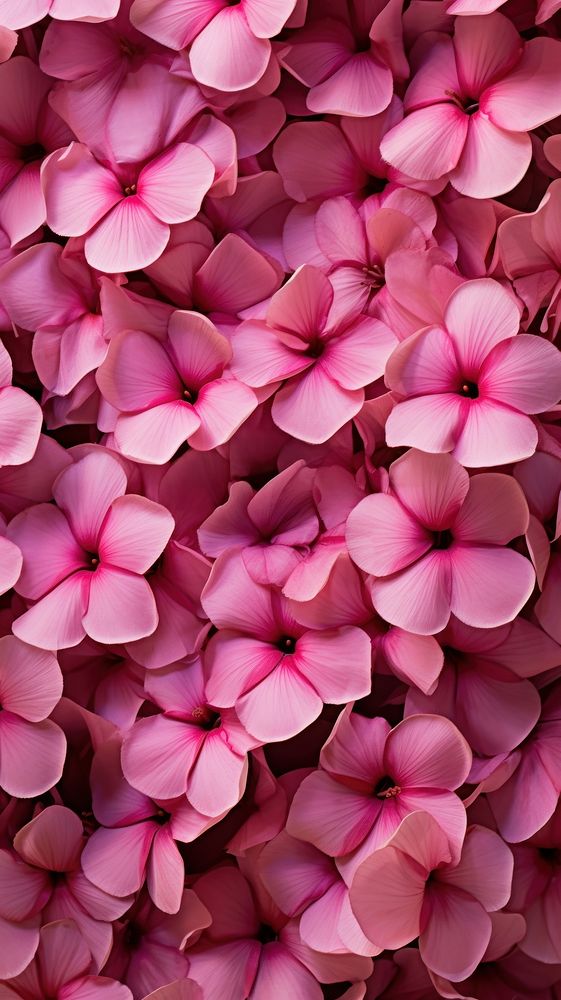 Pink hibicus flowers wall backgrounds petal plant.