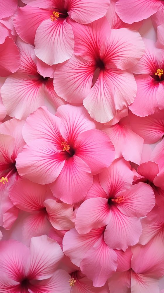 Pink hibicus flowers wall backgrounds petal plant.