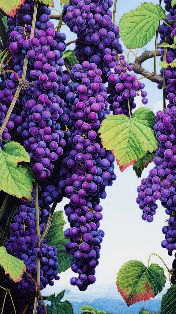 Illustration of purple walla outdoors nature grapes.