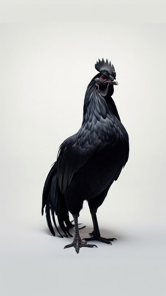 A Ayam Cemani chicken animal bird monochrome.