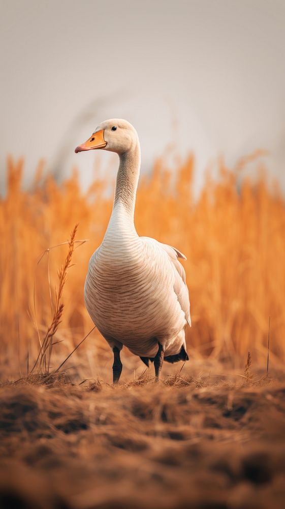 A chinese goose animal bird agriculture.