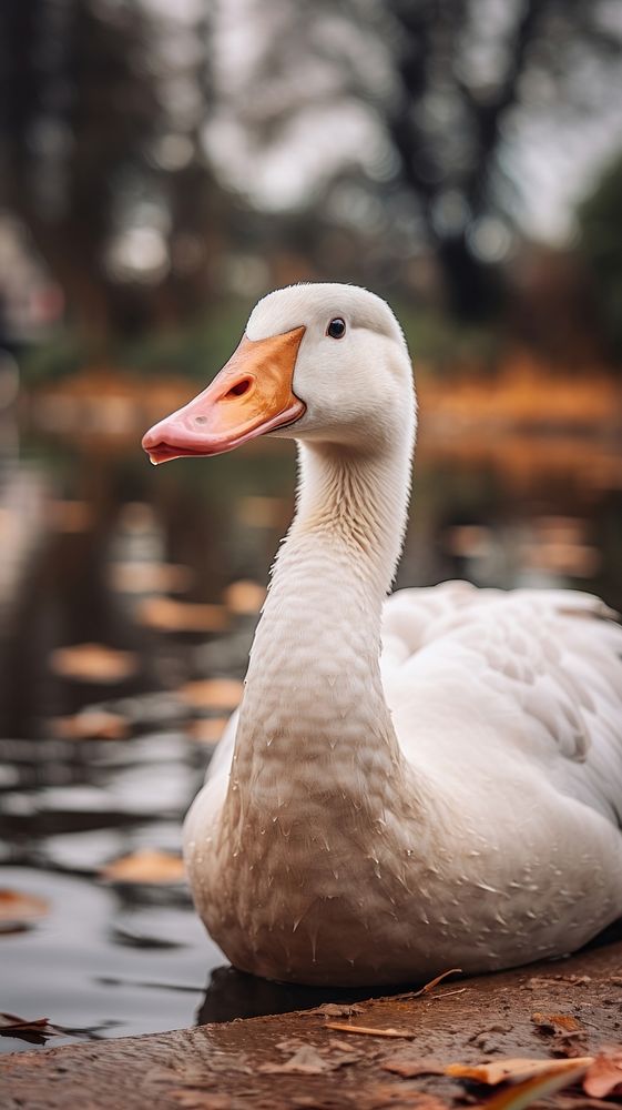 A chinese goose animal bird anseriformes.