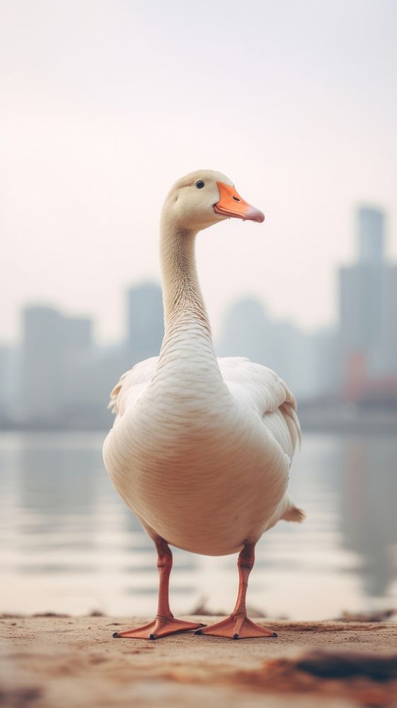 A chinese goose animal bird reflection.