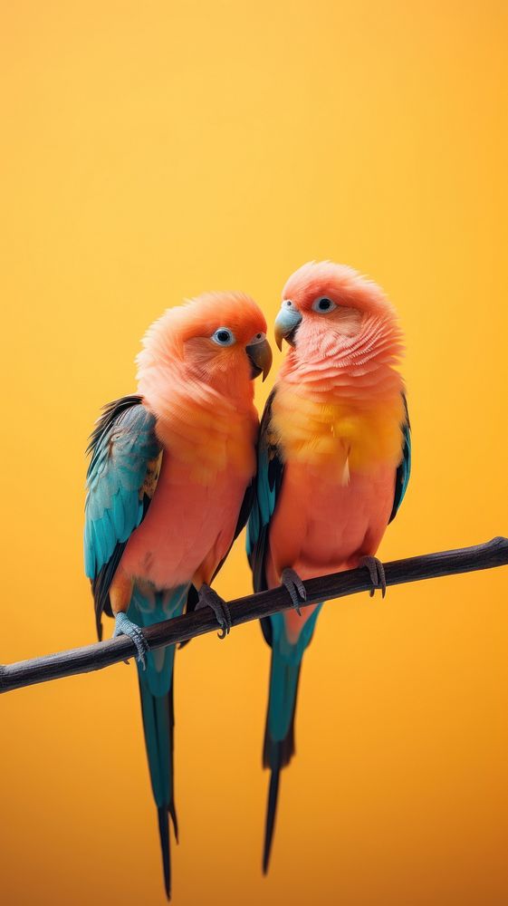 A couple Aruacana bird animal parrot beak.