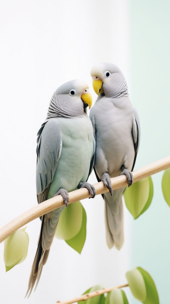 A couple grey-headed lovebird parrot animal budgerigar.