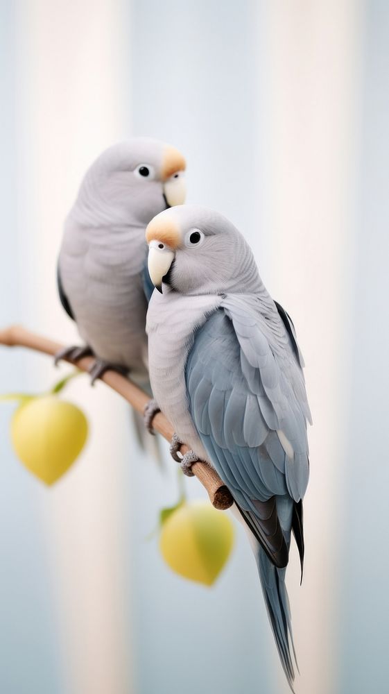 A couple grey-headed lovebird animal parrot beak.
