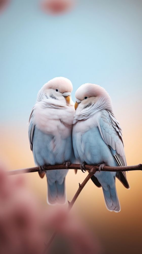 A couple love bird animal parrot beak.