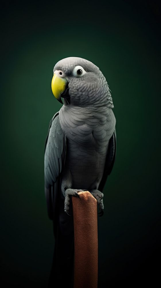 A grey-headed lovebird animal parrot beak.