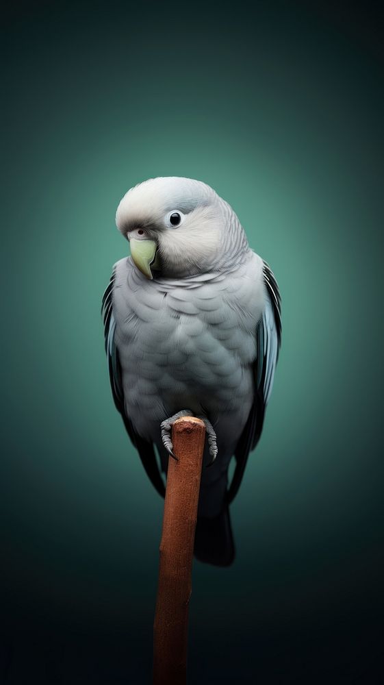 A grey-headed lovebird animal parrot wildlife.