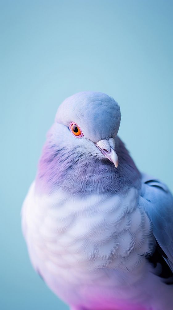 A jacobin pigeon bird animal wildlife portrait.