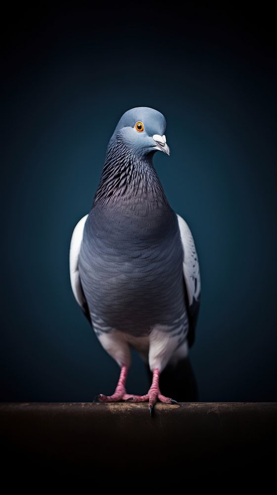 A jacobin pigeon bird animal wildlife perching.