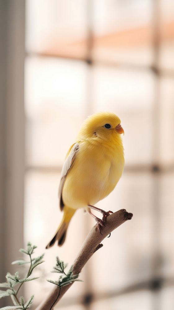A love bird animal canary budgerigar.