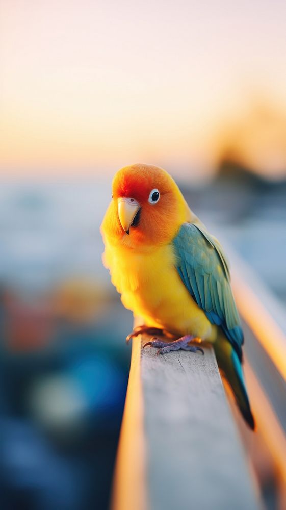 A lovebird animal parrot beak.