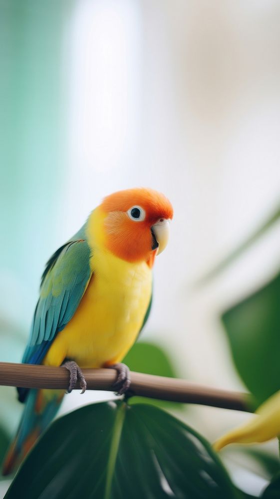 A lovebird animal parrot beak.