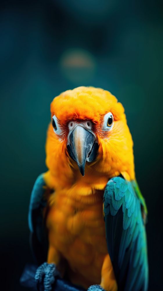 A parrot animal beak bird.
