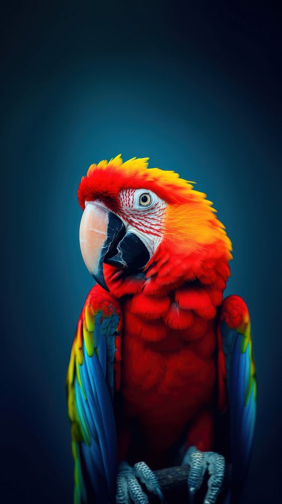 A parrot animal bird red.