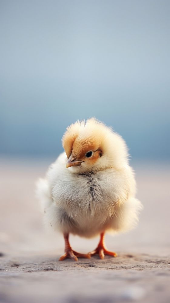 A sillkie chicken poultry animal bird.