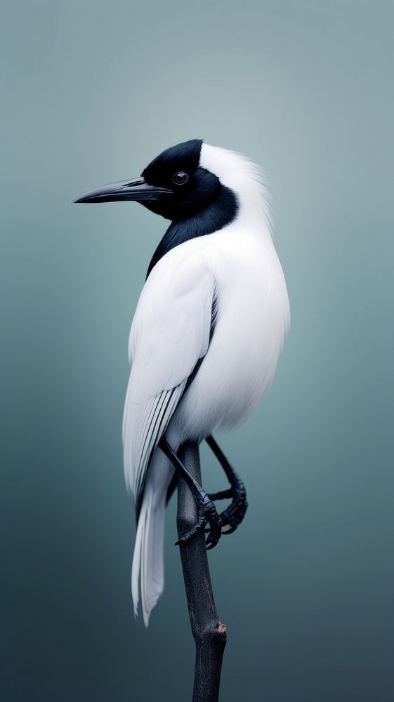An aruacana bird animal beak waterfowl.