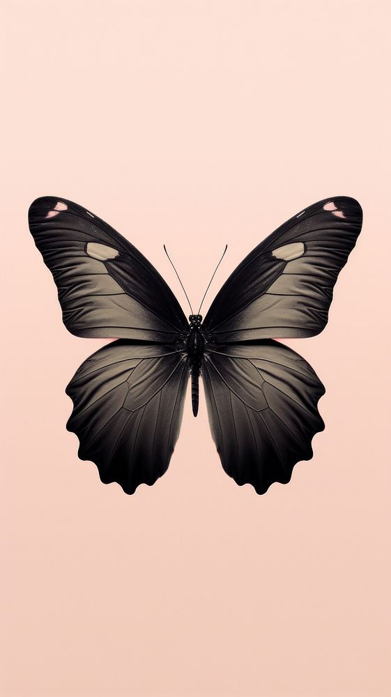 Butterfly pattern animal insect black.