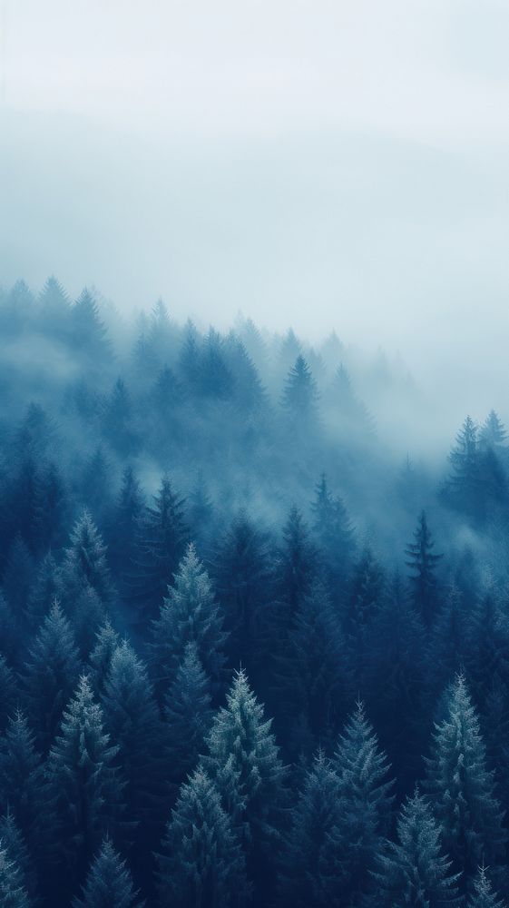 Blue wallpaper forest tree fog.