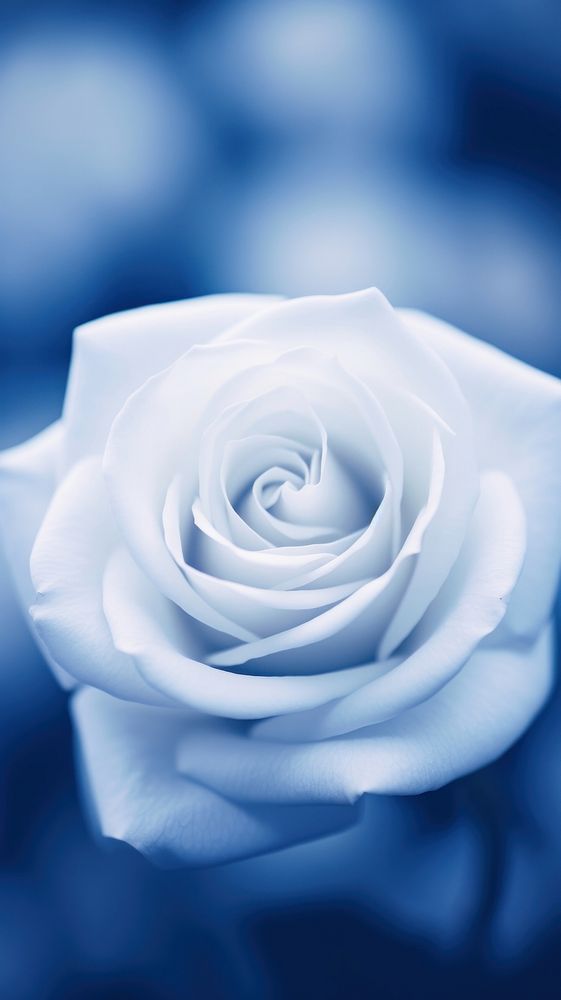 Blue wallpaper flower rose blue.