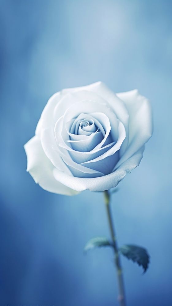 Blue wallpaper flower rose blossom.