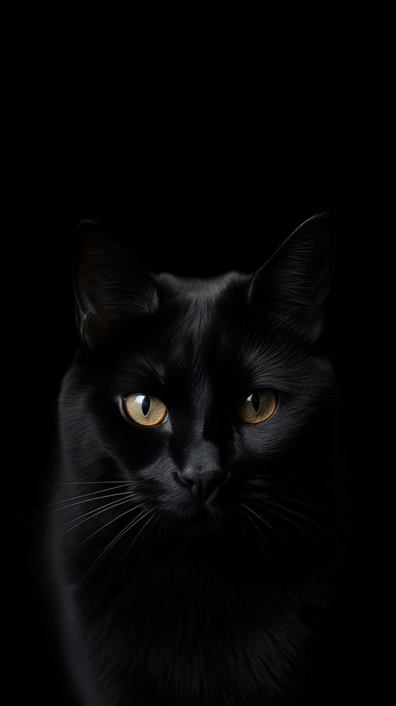 Dark aesthetic a cat wallpaper animal mammal pet.