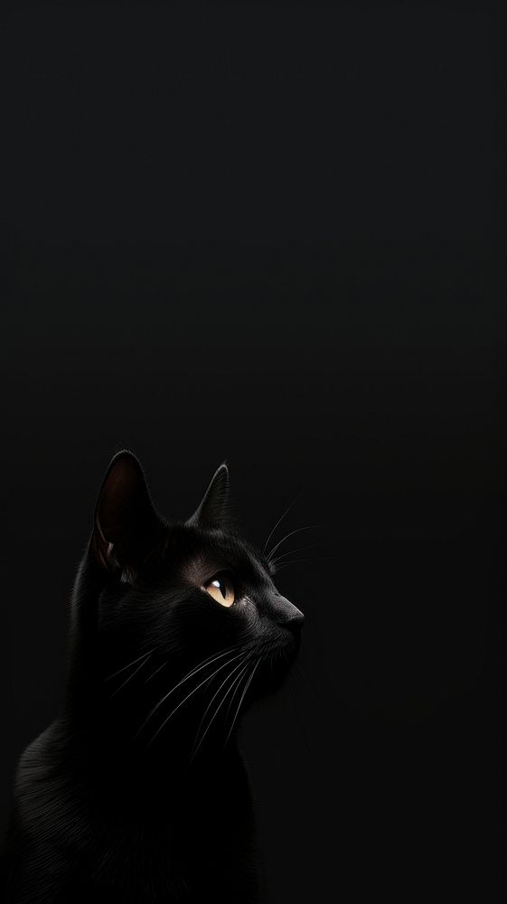 Dark aesthetic a cat wallpaper animal mammal black.
