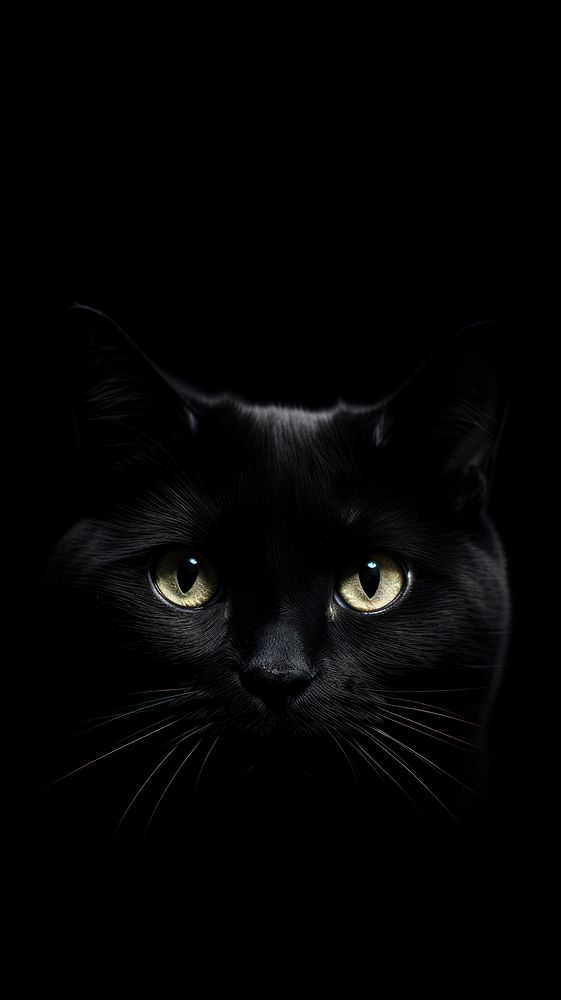 Dark aesthetic a cat wallpaper animal mammal pet.
