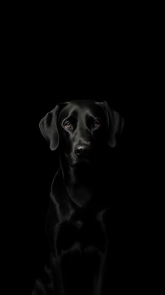 Dark aesthetic a dog wallpaper animal mammal black.