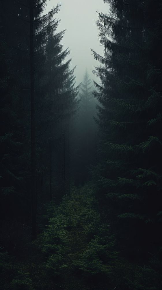 Dark aesthetic forrest wallpaper outdoors woodland nature.