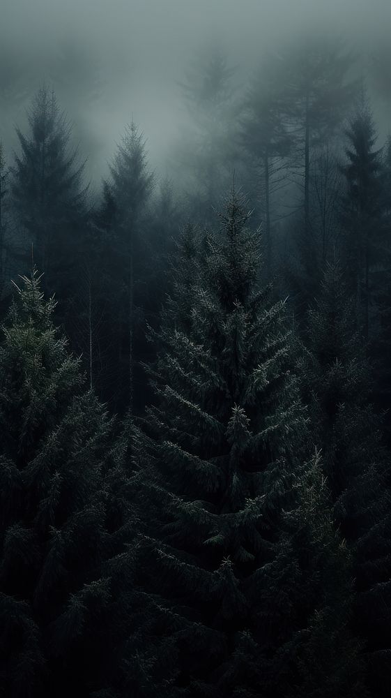 Dark aesthetic forrest wallpaper outdoors woodland nature.