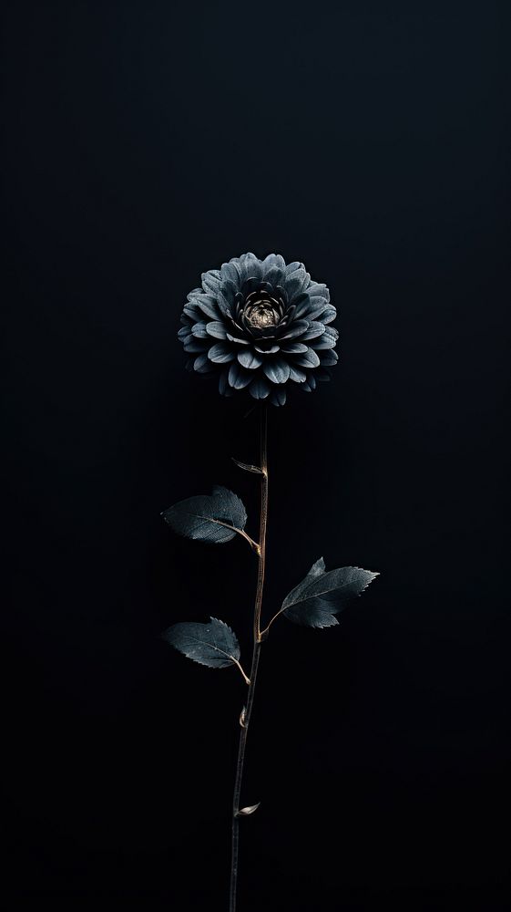 Dark aesthetic flower wallpaper plant black leaf.