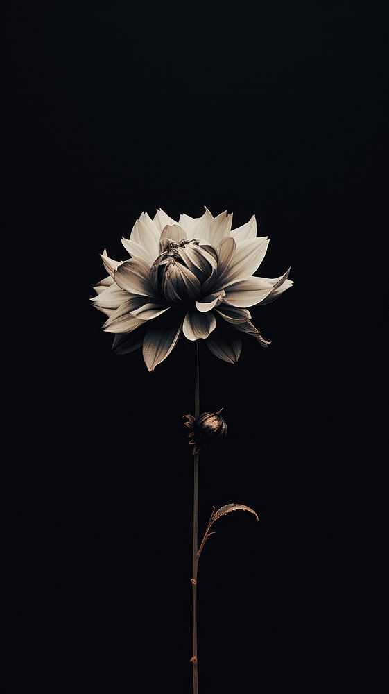 Dark aesthetic flower wallpaper petal plant inflorescence.