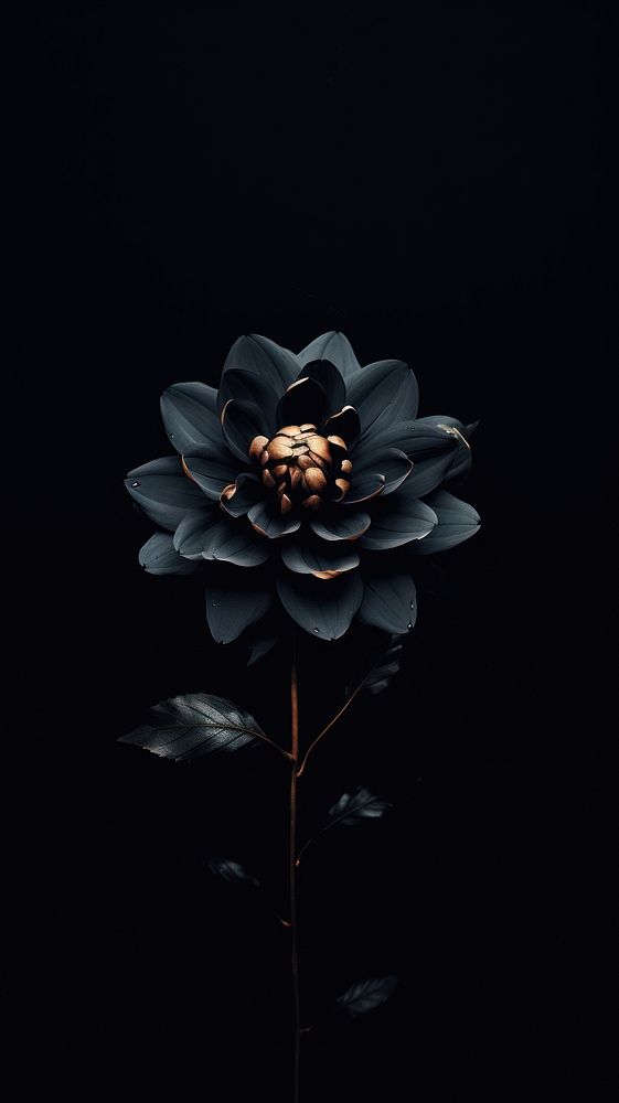 Dark aesthetic flower wallpaper plant black rose.