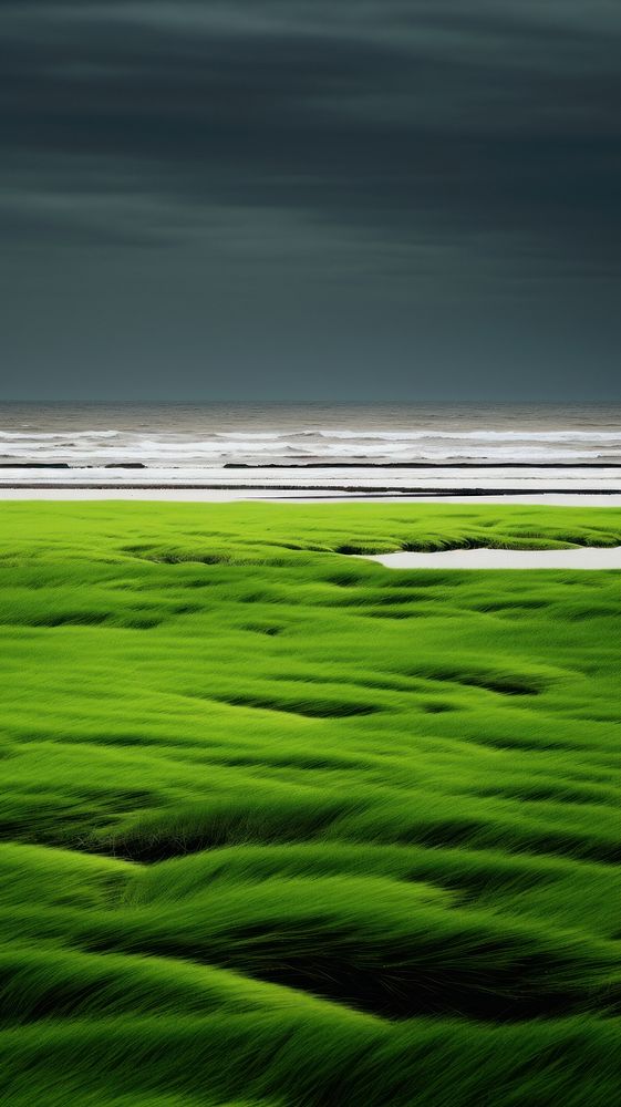 Photography of beach landscape field green.