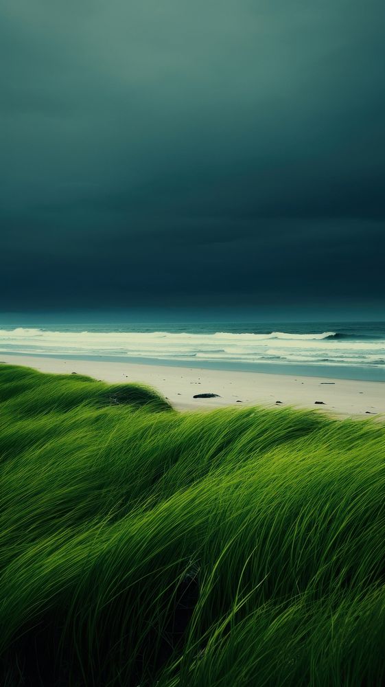 Photography of beach landscape green outdoors.