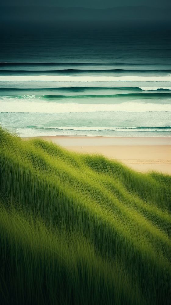Photography of beach landscape green outdoors.