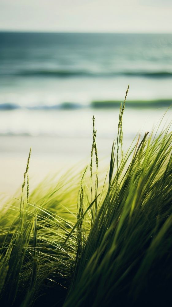 Photography of beach landscape field green.