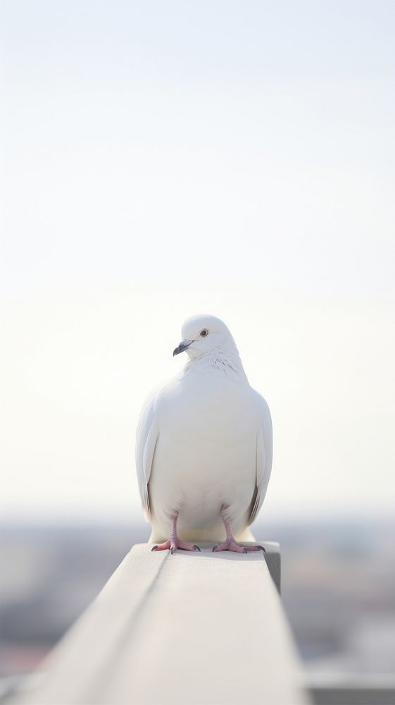 A dove animal bird wildlife.