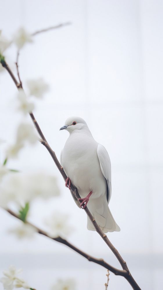 A dove animal bird fragility.