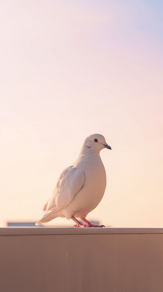 A dove animal pigeon bird.