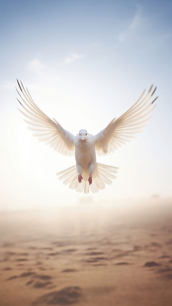 A dove flying animal motion bird.